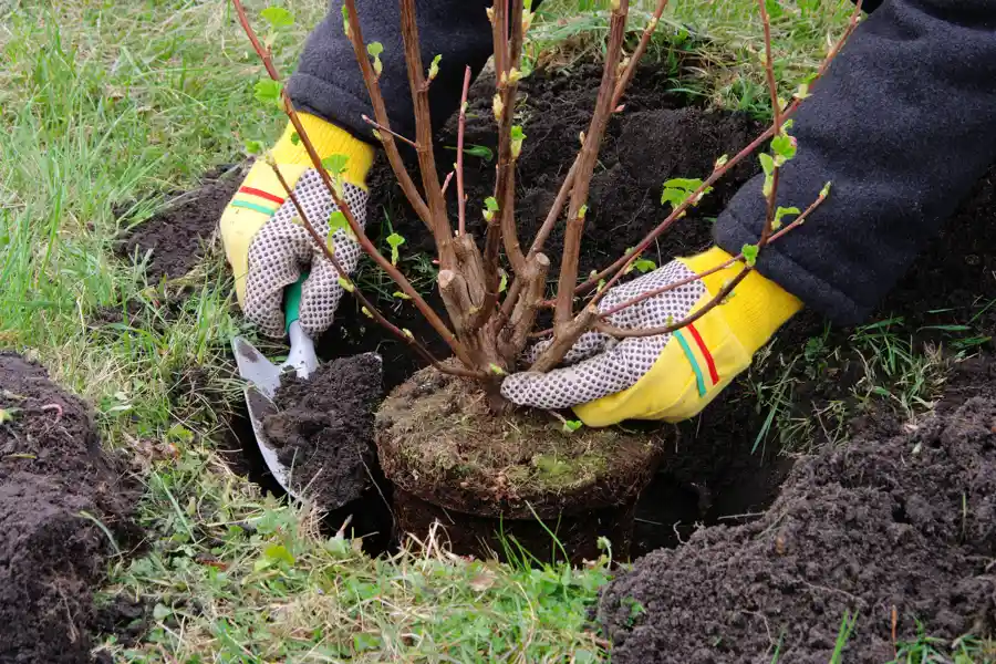 Tree Planting Service